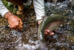 Temple Fork Outfitters Trout-Panfish Spinning Rods 20 Temple Fork Outfitters Trout-Panfish Spinning Rods -Shimano Sales 2024 21122588 1612726152092001 5893757740725659703 o