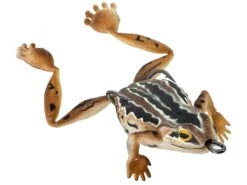 Chasebaits Bobbin' Frog Hollow Body Frog -Shimano Sales 2024 31437111853145