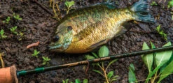 Temple Fork Outfitters Trout-Panfish Spinning Rods 18 Temple Fork Outfitters Trout-Panfish Spinning Rods -Shimano Sales 2024 Screen Shot 2022 03 01 at 2.37.10 PM
