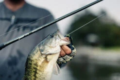 Temple Fork Outfitters Tactical Elite Bass Baitcasting Rods 17 Temple Fork Outfitters Tactical Elite Bass Baitcasting Rods -Shimano Sales 2024 tfo tactical elite bass bottom banner lifestyle 5 1